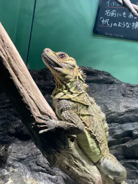 サンシャイン水族館に投稿された画像（2025/2/27）