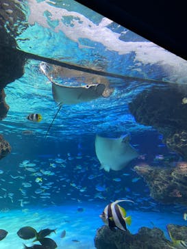 サンシャイン水族館に投稿された画像（2025/2/27）