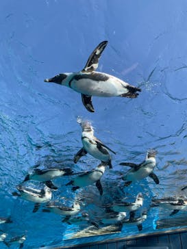 サンシャイン水族館に投稿された画像（2025/2/27）