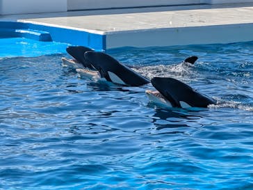 鴨川シーワールドに投稿された画像（2025/2/27）