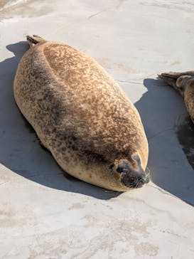 鴨川シーワールドに投稿された画像（2025/2/27）
