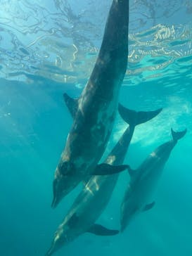 太地町立くじらの博物館に投稿された画像（2025/2/27）