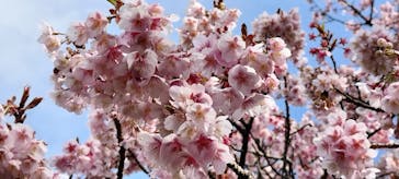 下田ロープウェイに投稿された画像（2025/2/27）