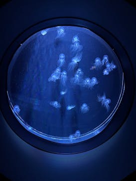 マリンワールド海の中道に投稿された画像（2025/2/27）