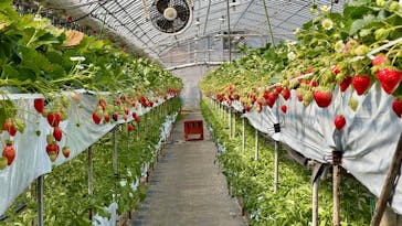 たにい農園に投稿された画像（2025/2/27）