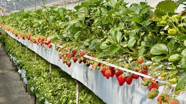 たにい農園に投稿された画像（2025/2/27）