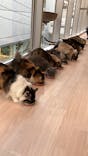 Cat Café MOFF 名古屋PARCO店に投稿された画像（2025/2/28）