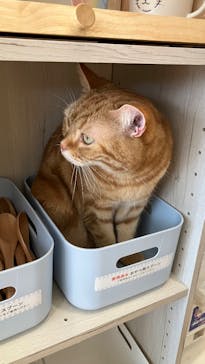 Cat Café MOFF 名古屋PARCO店に投稿された画像（2025/2/27）