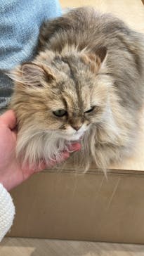 Cat Café MOFF 名古屋PARCO店に投稿された画像（2025/2/27）