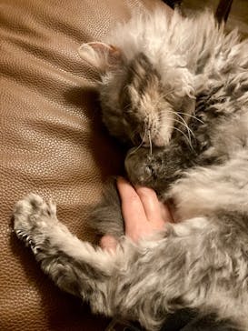 猫カフェモカ　新宿店に投稿された画像（2025/2/28）