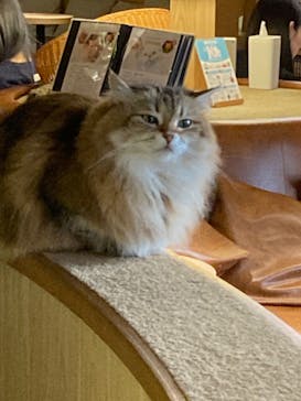 猫カフェモカ　新宿店に投稿された画像（2025/2/28）