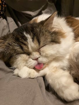 猫カフェモカ　新宿店に投稿された画像（2025/2/28）