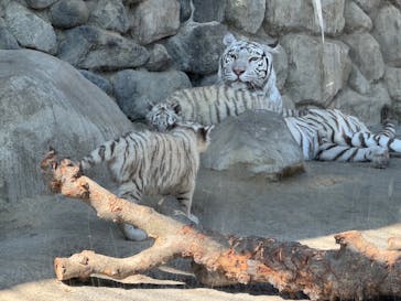 東武動物公園に投稿された画像（2025/2/28）