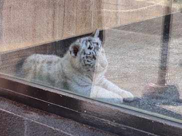 東武動物公園に投稿された画像（2025/2/28）