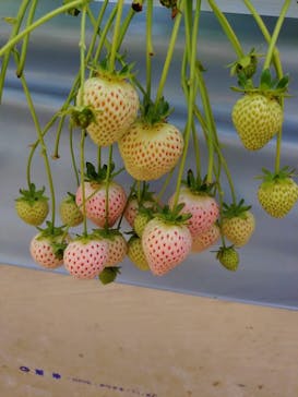 上泉農園に投稿された画像（2025/2/28）