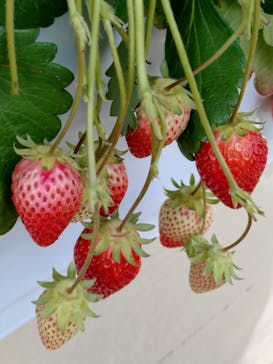 上泉農園に投稿された画像（2025/2/28）