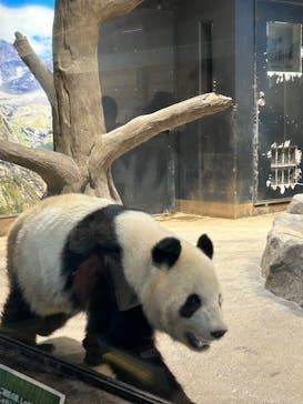 恩賜上野動物園に投稿された画像（2025/2/28）
