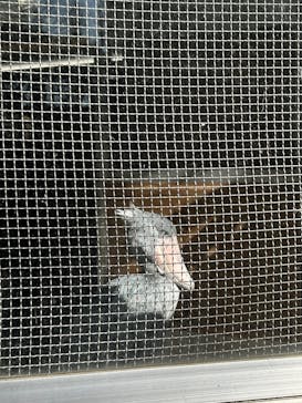 恩賜上野動物園に投稿された画像（2025/2/28）