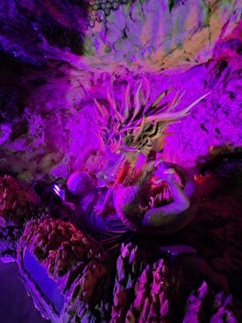 江の島岩屋に投稿された画像（2025/2/28）