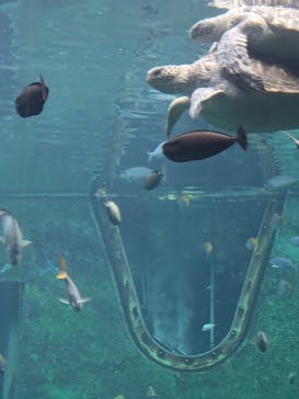 箱根園水族館に投稿された画像（2025/2/28）