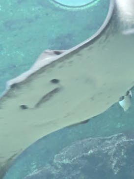箱根園水族館に投稿された画像（2025/2/28）