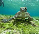 nico 宮古島に投稿された画像（2025/2/28）