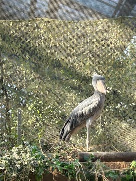 神戸どうぶつ王国に投稿された画像（2025/2/28）