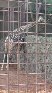 恩賜上野動物園に投稿された画像（2025/2/28）