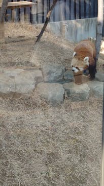 恩賜上野動物園に投稿された画像（2025/2/28）