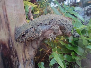 恩賜上野動物園に投稿された画像（2025/2/28）