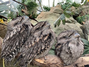 神戸どうぶつ王国に投稿された画像（2025/2/28）