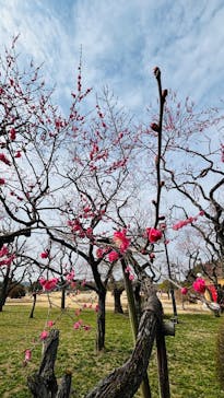 偕楽園本園に投稿された画像（2025/2/28）