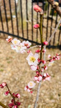 偕楽園本園に投稿された画像（2025/2/28）