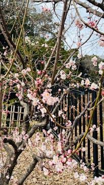 偕楽園本園に投稿された画像（2025/2/28）