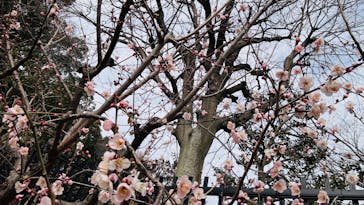 偕楽園本園に投稿された画像（2025/2/28）