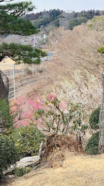 偕楽園本園に投稿された画像（2025/2/28）