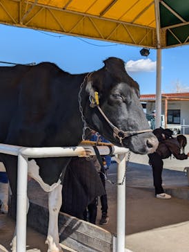 マザー牧場に投稿された画像（2025/2/28）