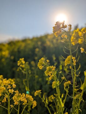 マザー牧場に投稿された画像（2025/2/28）