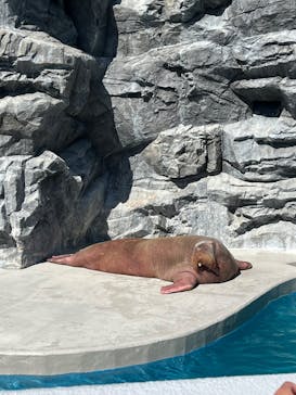 鴨川シーワールドに投稿された画像（2025/2/28）