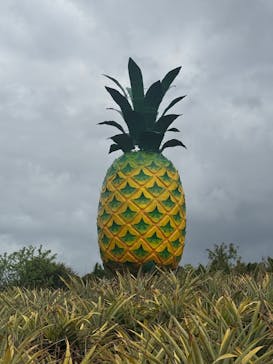 ナゴパイナップルパークに投稿された画像（2025/2/28）