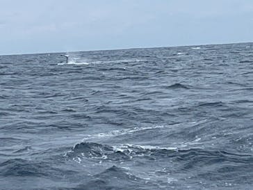 マリンクラブ ベリー 那覇店に投稿された画像（2025/2/28）