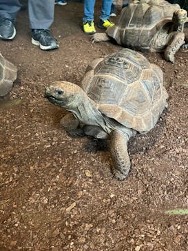 体感型動物園iZooに投稿された画像（2025/2/28）