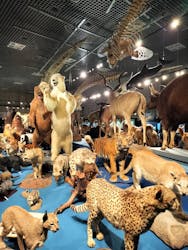 特別展「大哺乳類展３－わけてつなげて大行進」に投稿された画像（2025/2/28）
