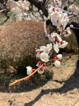 偕楽園本園に投稿された画像（2025/3/1）