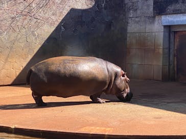名古屋市東山動植物園に投稿された画像（2025/3/1）