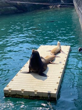 伊豆・三津シーパラダイスに投稿された画像（2025/3/1）