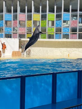 伊豆・三津シーパラダイスに投稿された画像（2025/3/1）