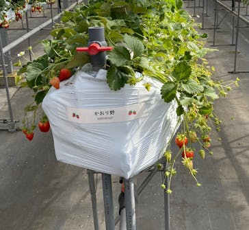 たくみの里いちごの家に投稿された画像（2025/3/1）