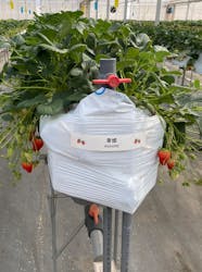 たくみの里いちごの家に投稿された画像（2025/3/1）