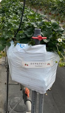 たくみの里いちごの家に投稿された画像（2025/3/1）